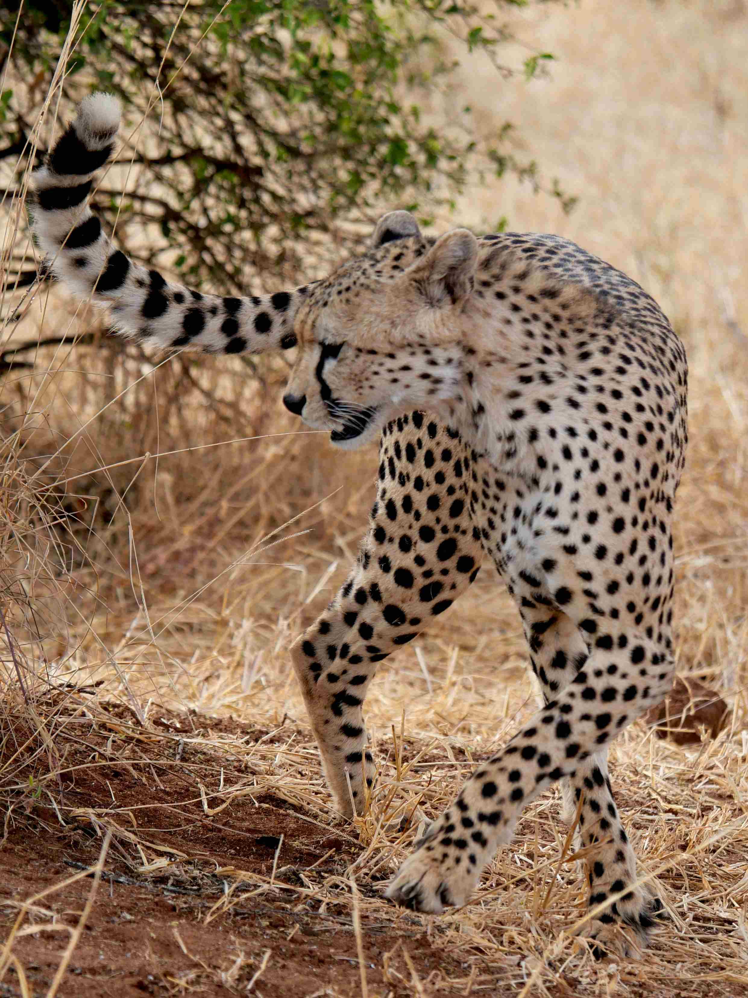 Leopard resting in a tree