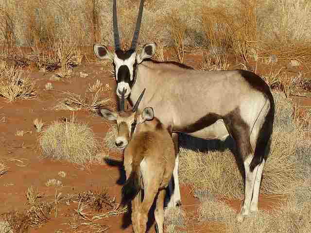 Fringe-eared Oryx