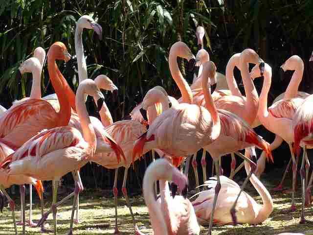 6 Days Lake Natron Safari