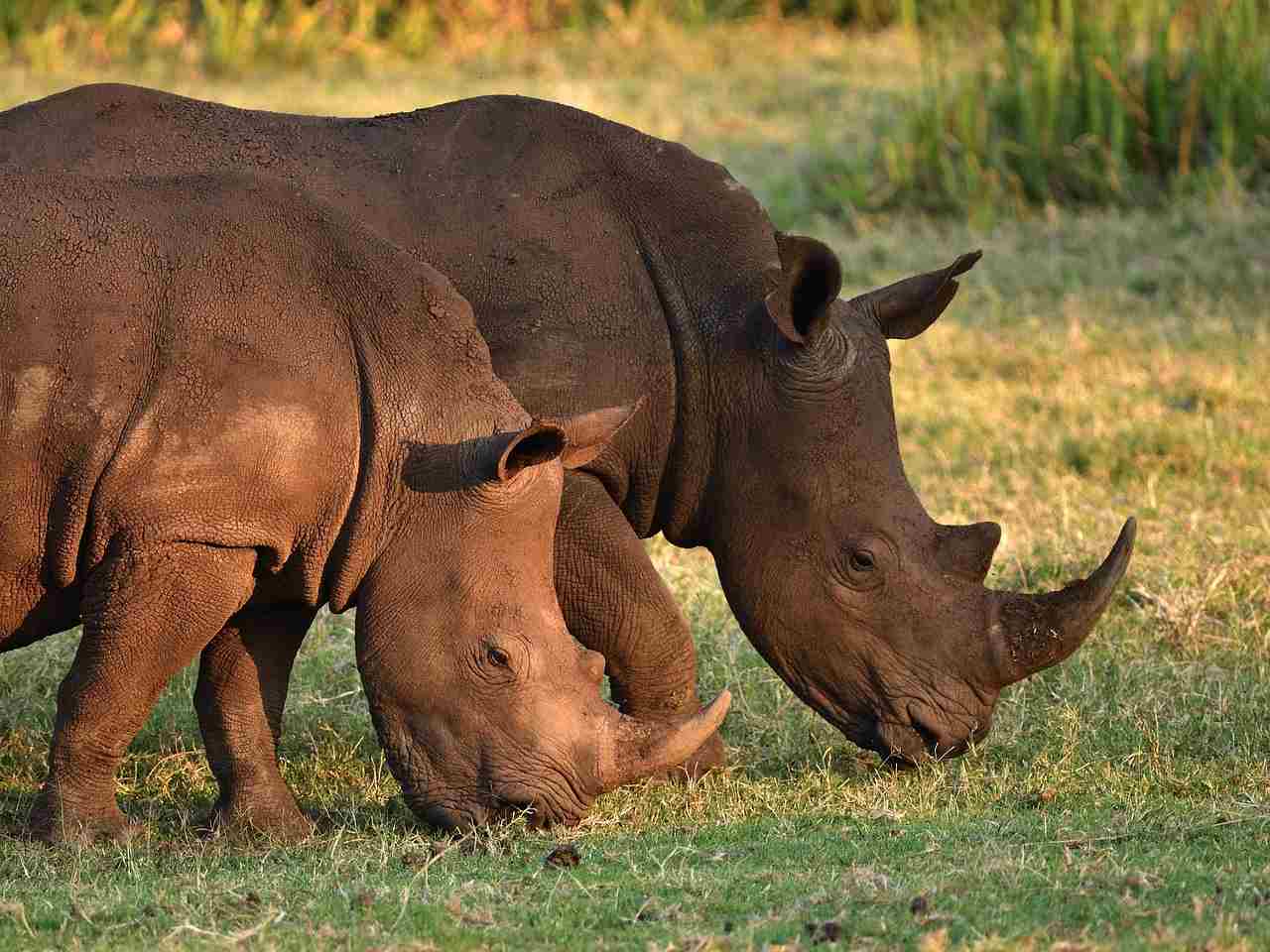 Black Rhino in Ngorongoro