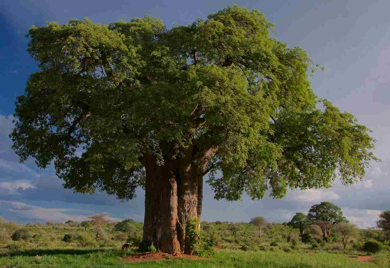 Tarangire Baobab Landscape