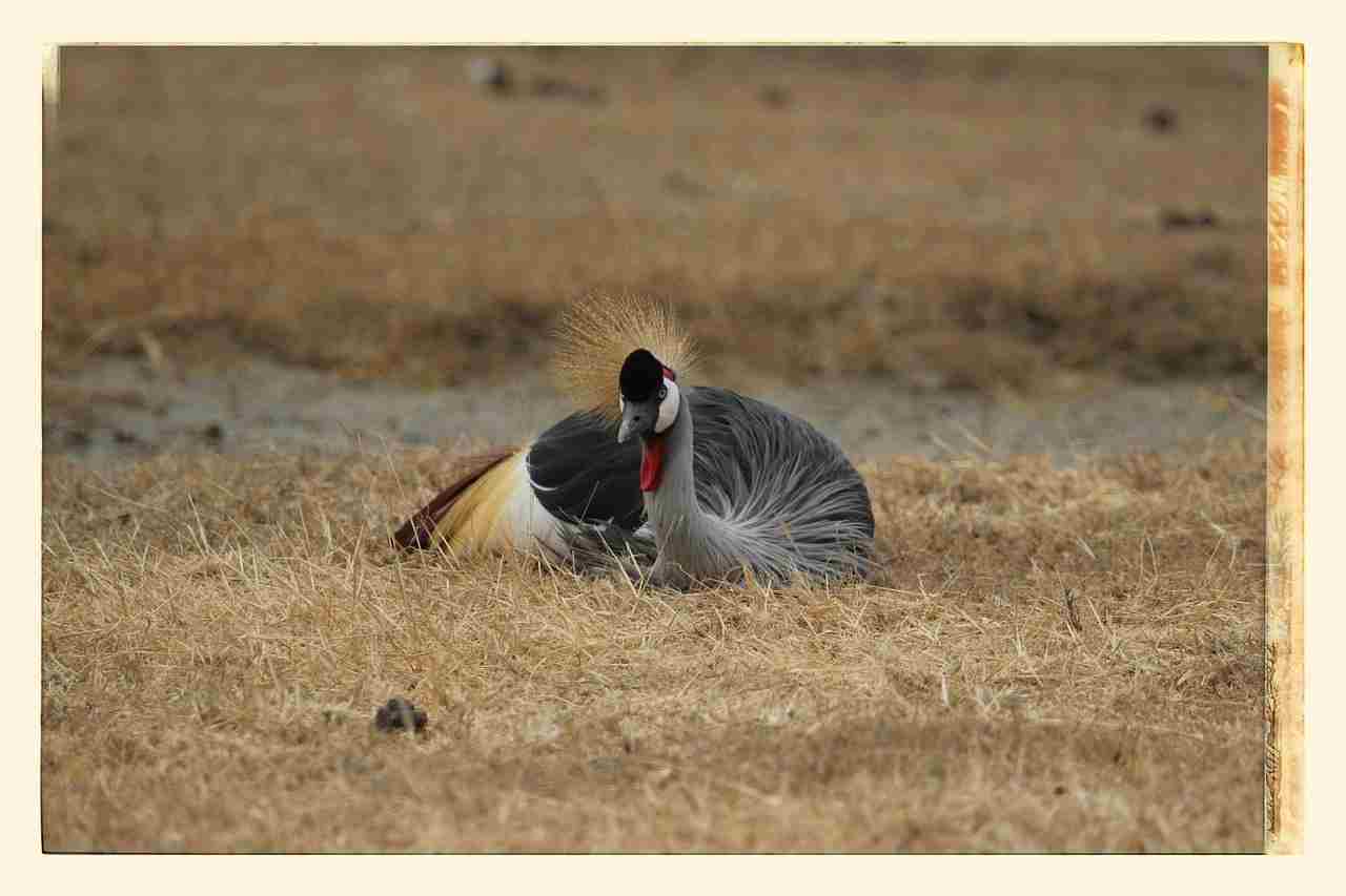 Colorful safari bird