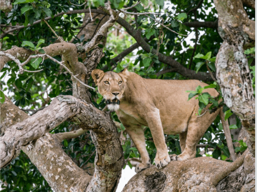 Lake Manyara Groundwater Forest