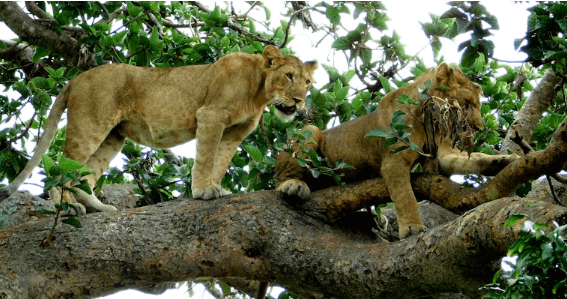 Lake Manyara National Park 