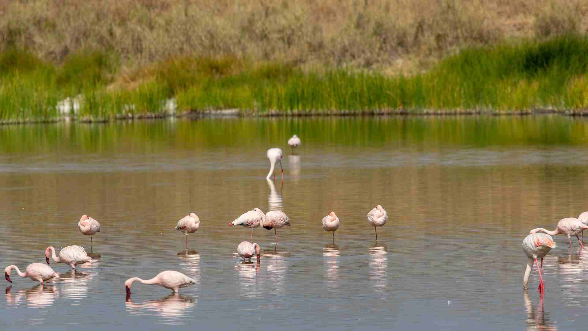 Lake Natron Bird watching