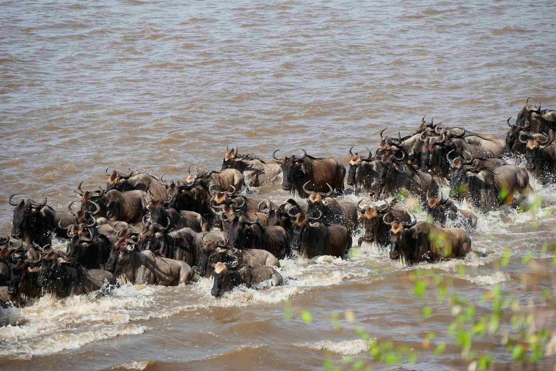 Wildebeest Migration Tour Serengeti
