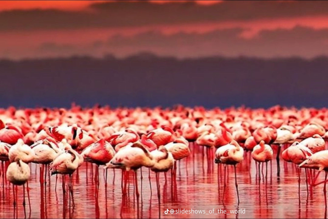 6 Days Flamingos in Lake natron and wild adventure