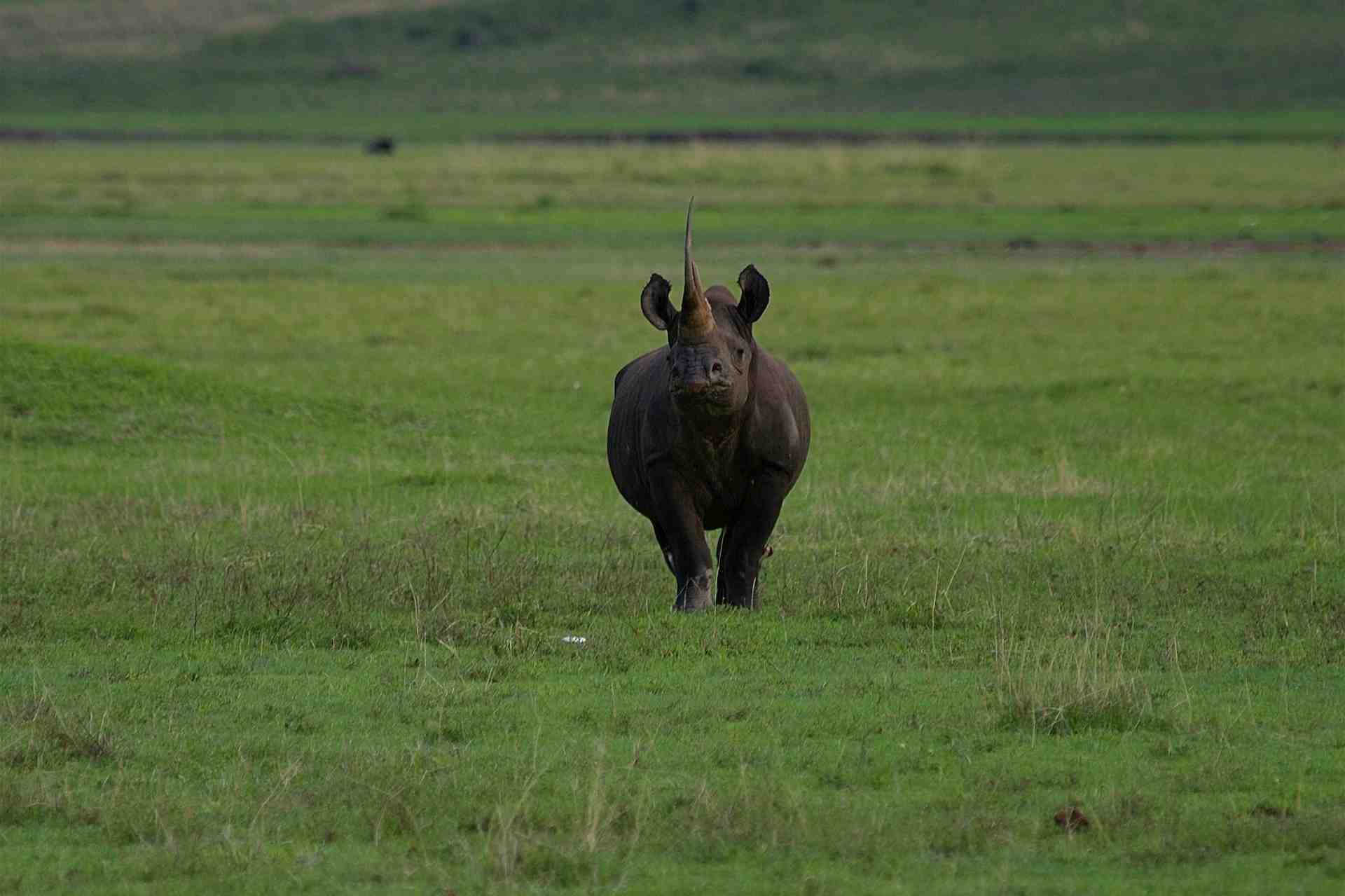 Ngorongoro Conservation Area wildlife