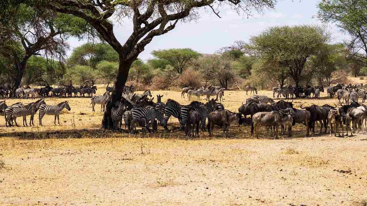 9 Days wildebeest Migration