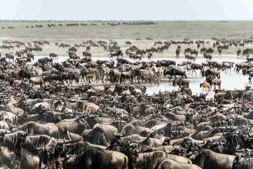 Serengeti National Park wildlife